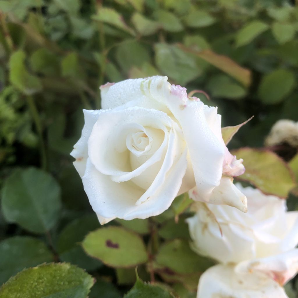 Rosier à grandes fleurs Pape Jean-Paul II