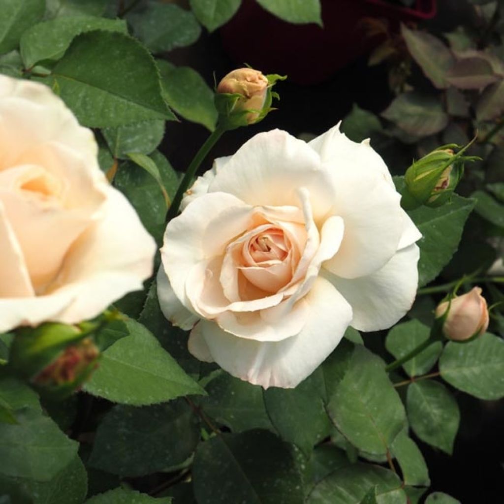 Rosa Princesse Astrid de Belgique - Rosier buisson à grandes fleurs