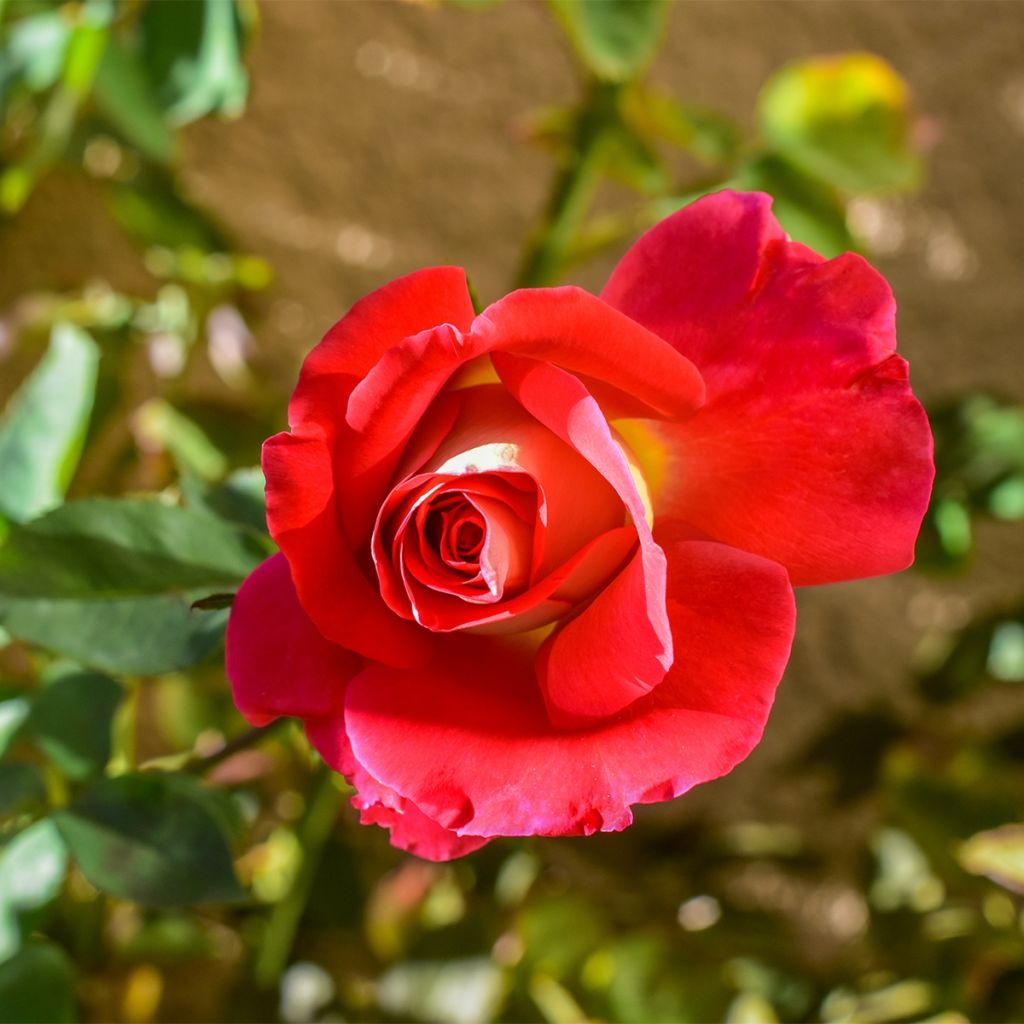 Rosier à fleurs groupées Aline Mayrisch Rose® 