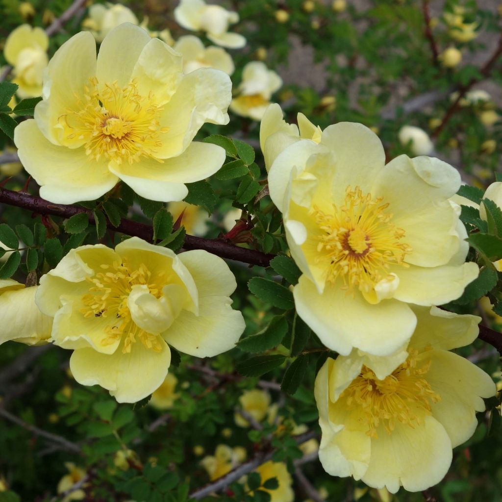 Rosa hugonis - Rosier botanique