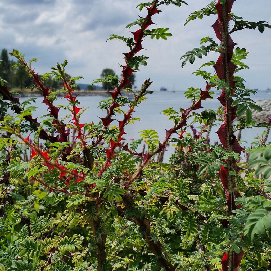 Rosa omeiensis Pteracantha - Rosier botanique