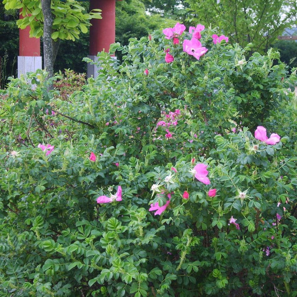 Rosal rugosa