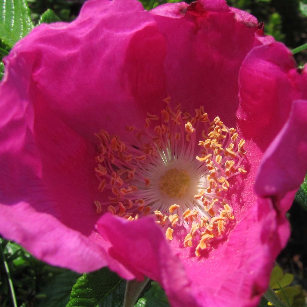 Rosal rugosa