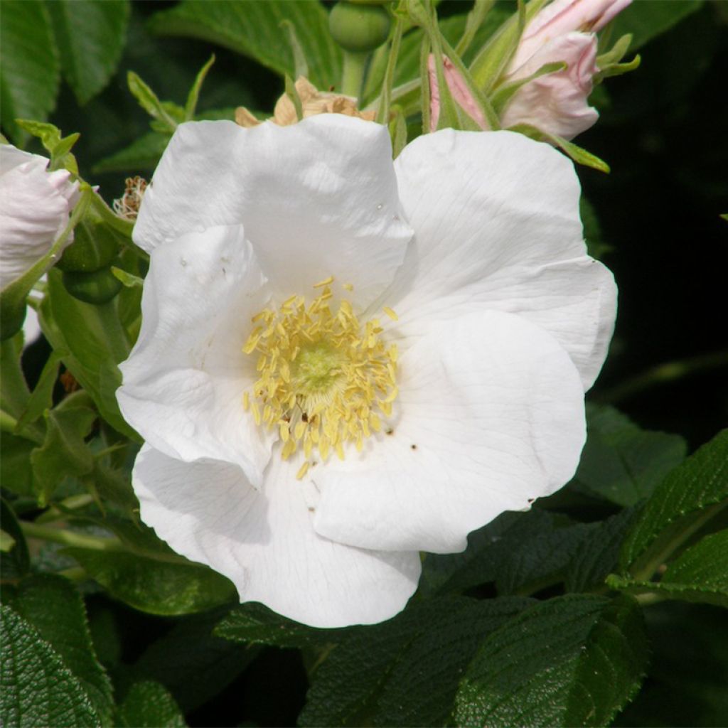 Rosal rugosa Alba