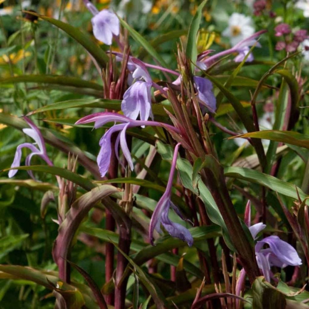 Roscoea purpurea Spice Island