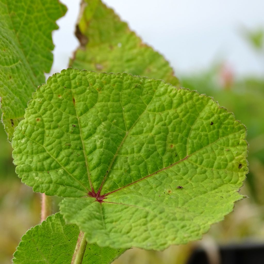 Rose Trémière - Alcea rosea Chater's Double rouge