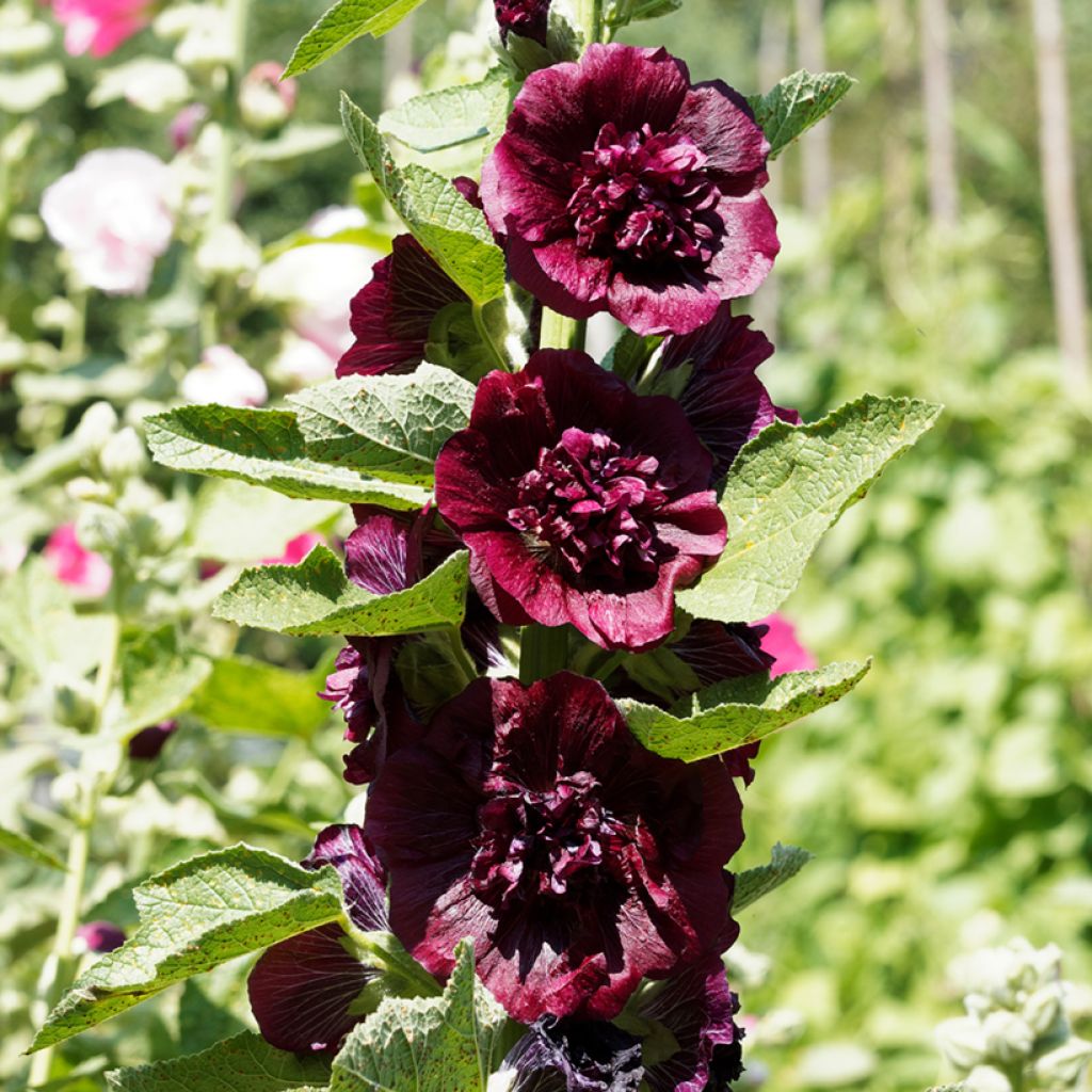 Alcea rosea Chater's Double Violet - Malva real