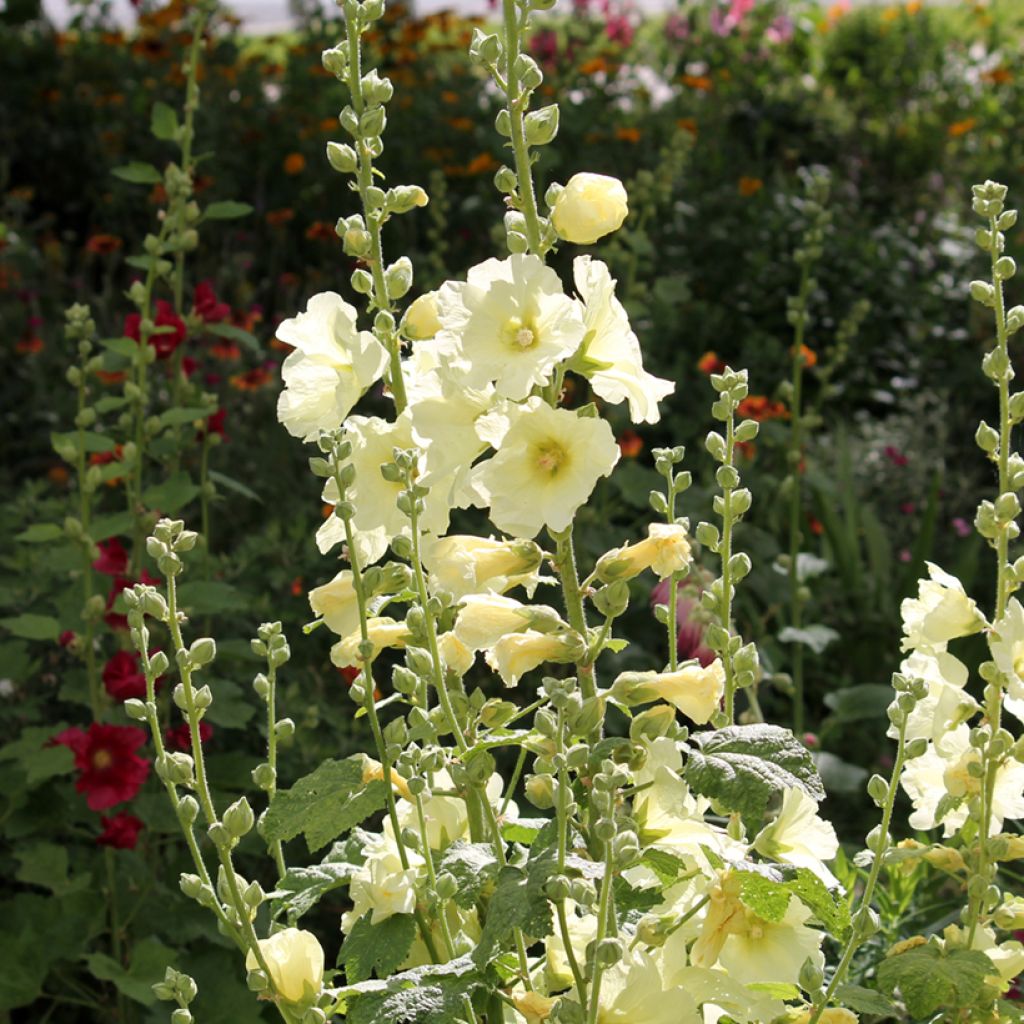 Alcea rosea Sunshine - Malva real