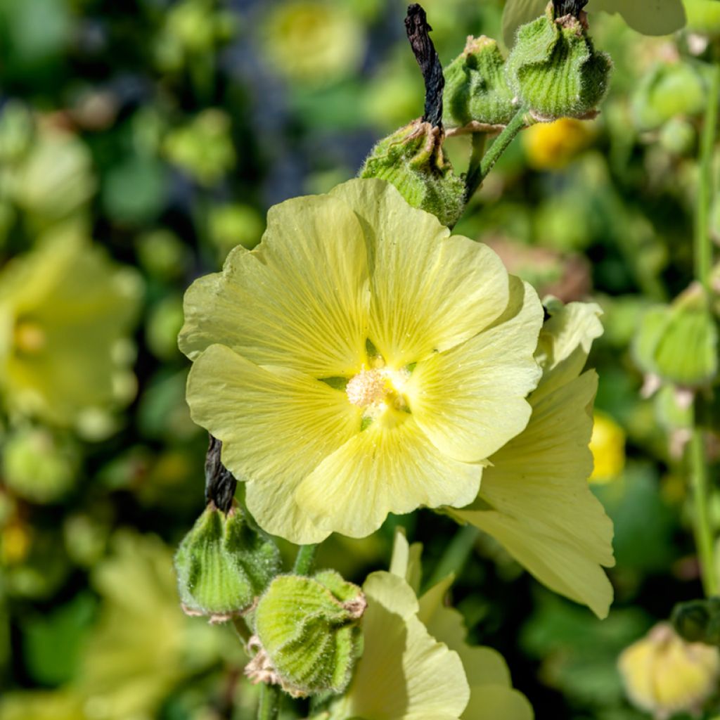 Alcea rugosa - Malva real