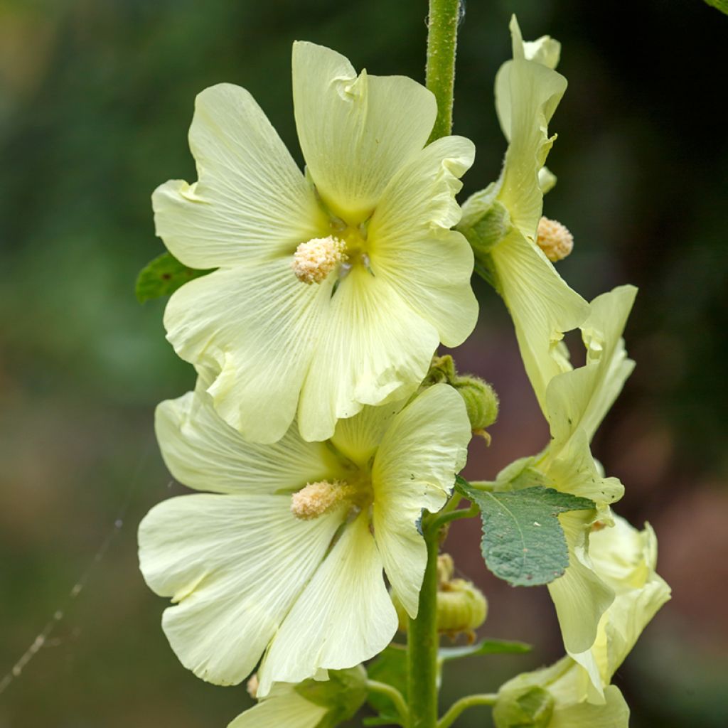 Alcea rugosa - Malva real