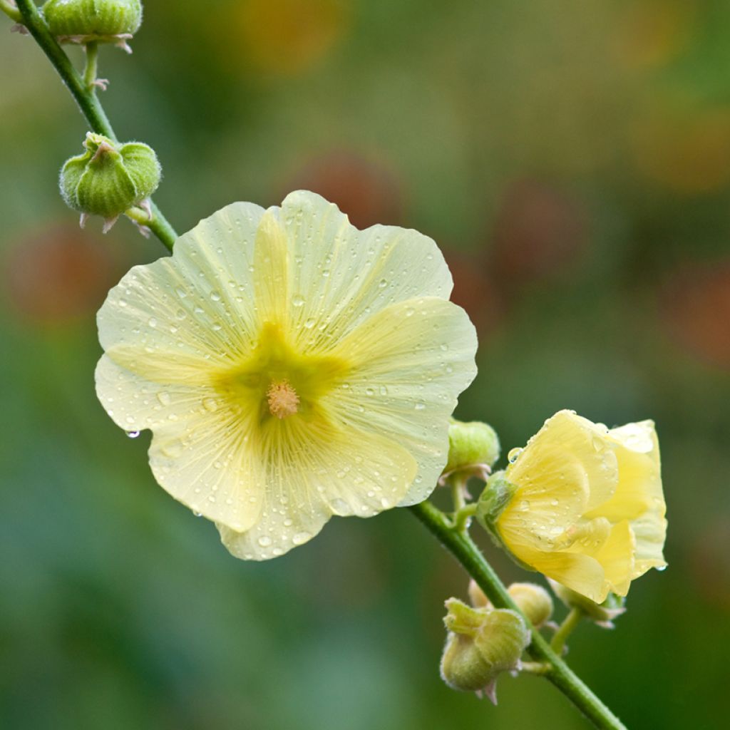 Alcea rugosa - Malva real