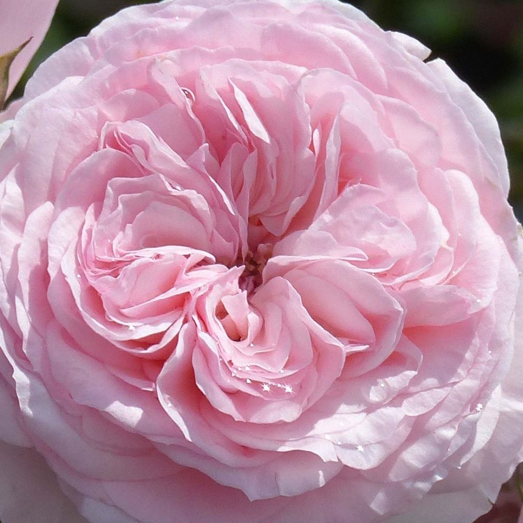 Rosier Arbustif Maria Theresia - Rosa (x) floribunda