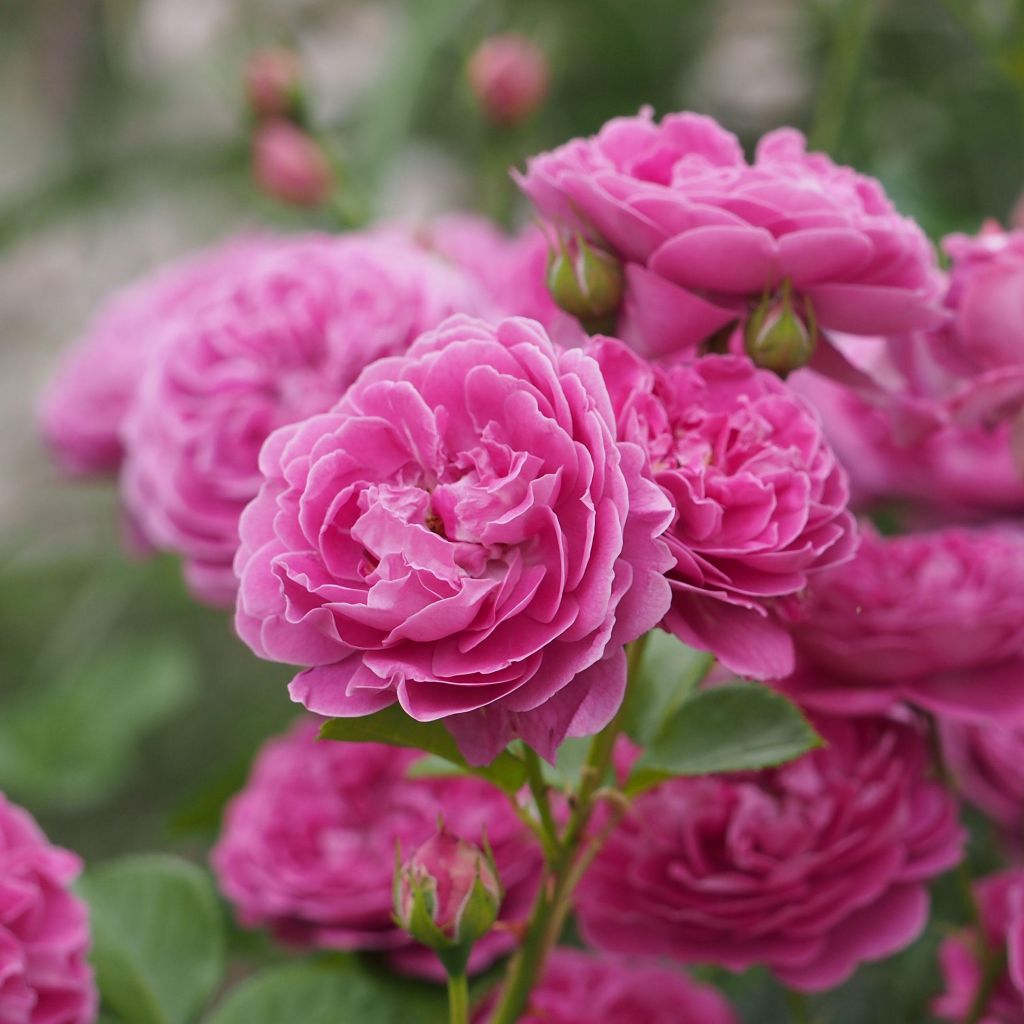 Rosier Blue Boy ® - Rosa (x) polyantha