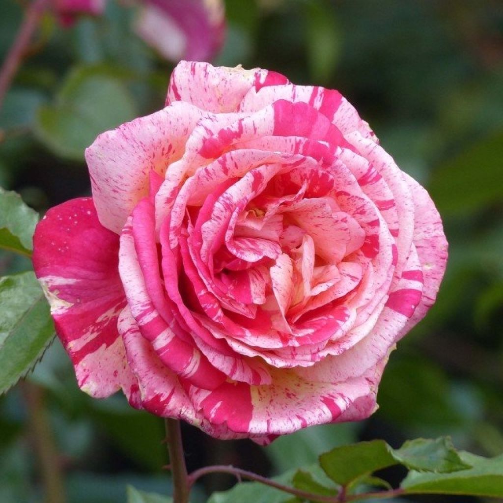 Rosier Brocéliande sur tige