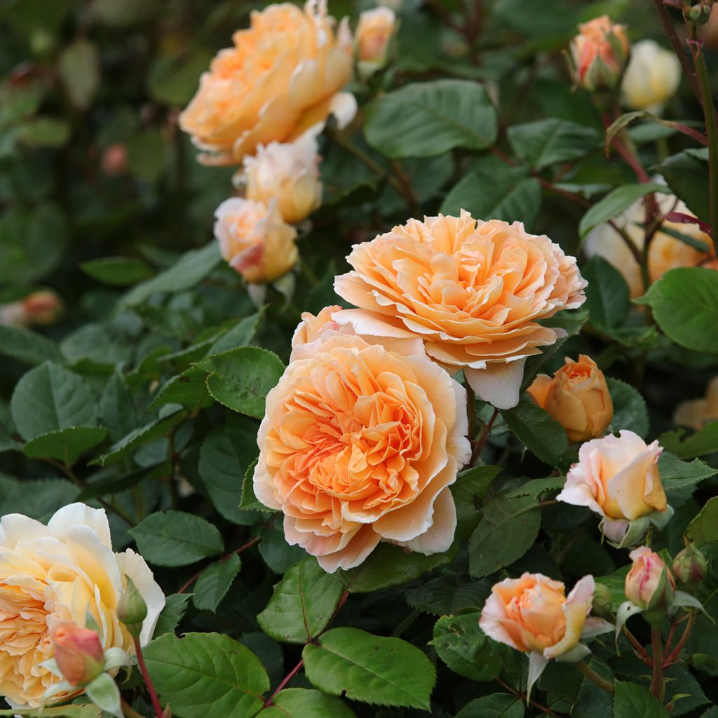 Rosal Crown Princess Margareta