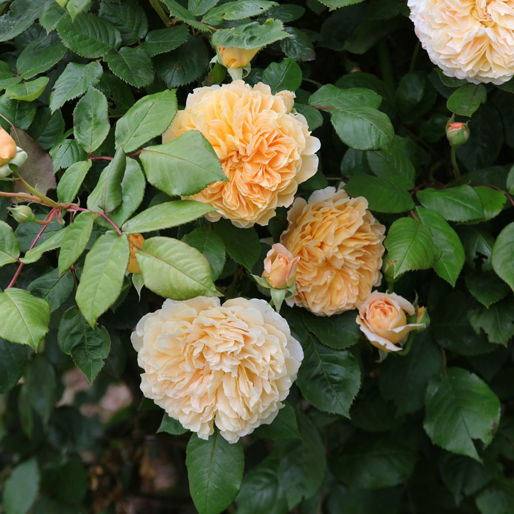 Rosal Crown Princess Margareta