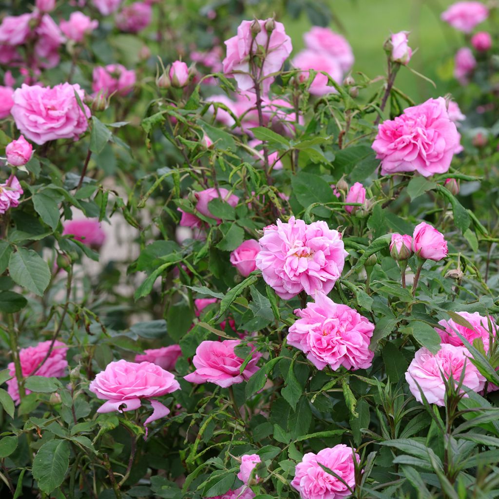 Rosal Gertrude Jekyll