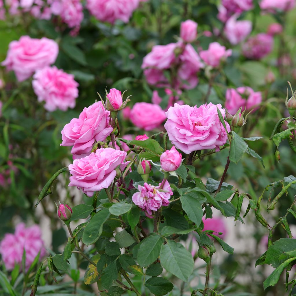 Rosal Gertrude Jekyll