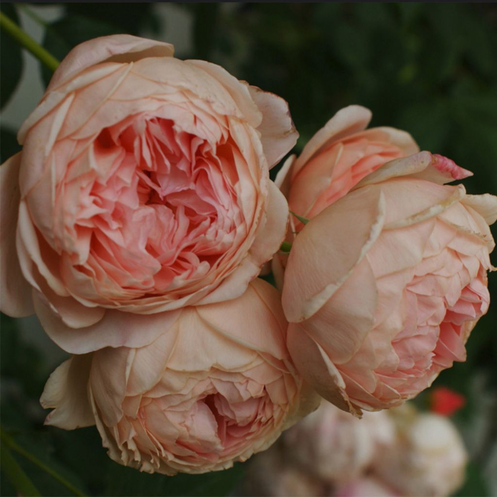 Rosier David Austin William Morris® - Auswill