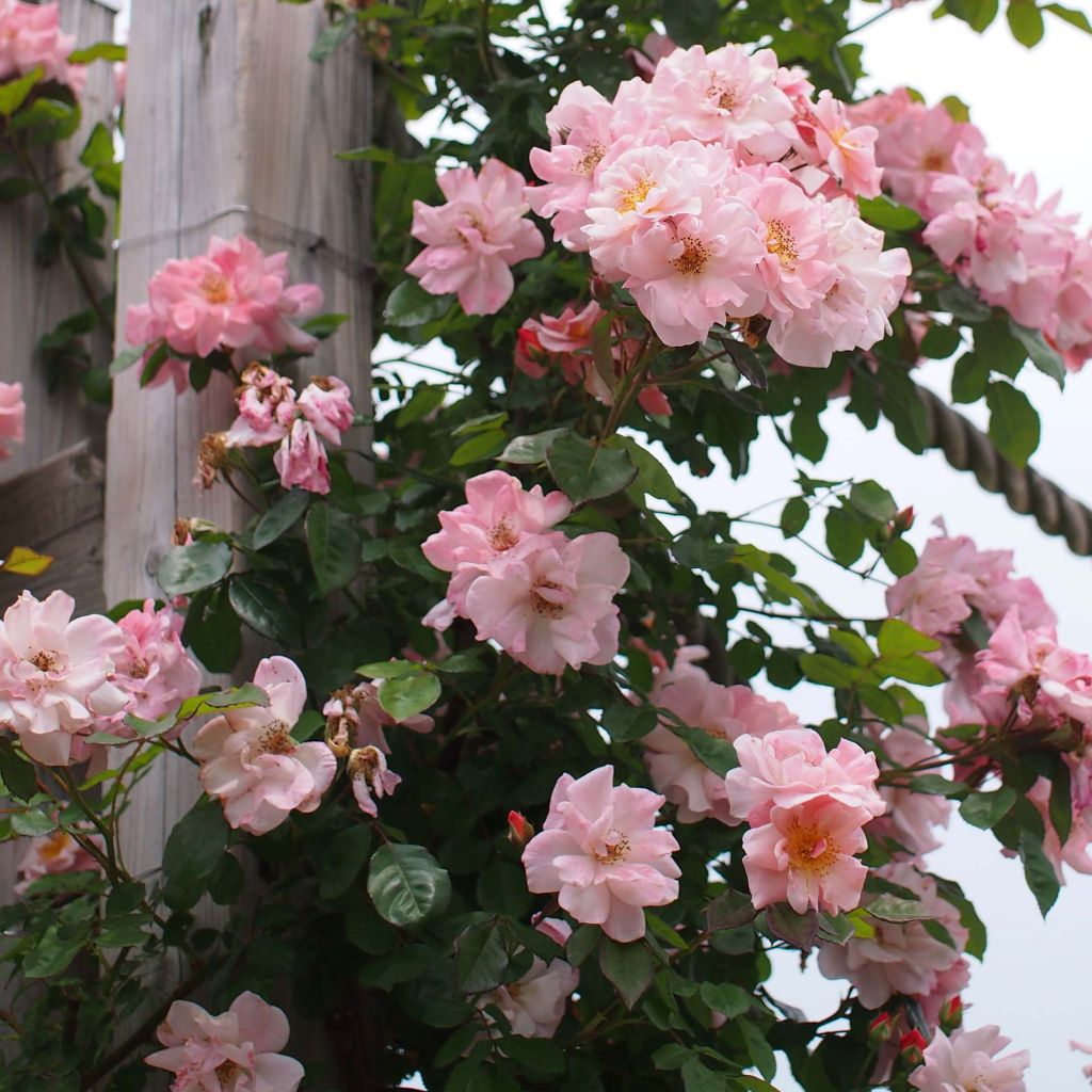 Rosier Grimpant Clair Matin - Rosa (x) floribunda