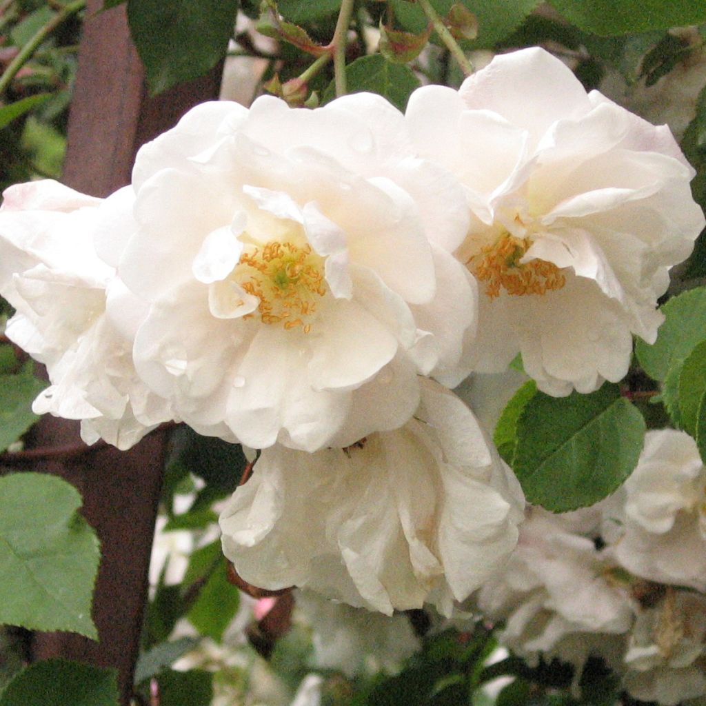 Rosier Liane Adélaïde d’Orléans - Rosa (x) sempervirens