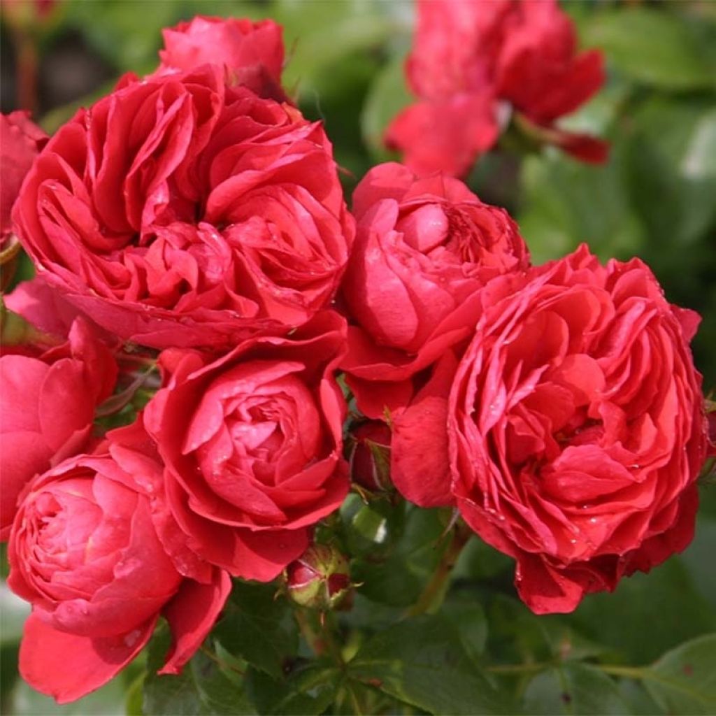 Rosier PATIO ROSE® Cherry Girl®