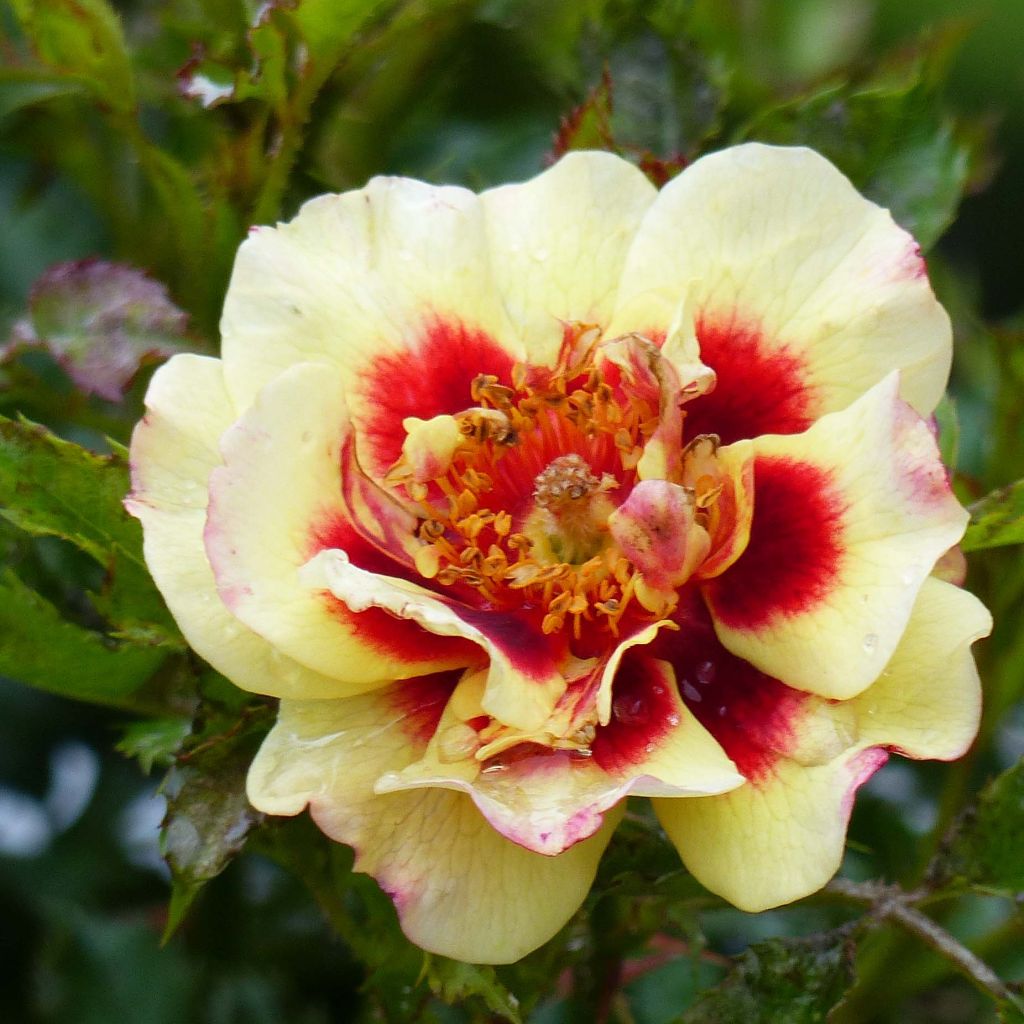 Rosier Pastel Babylon Eyes - Rosa (x) persica