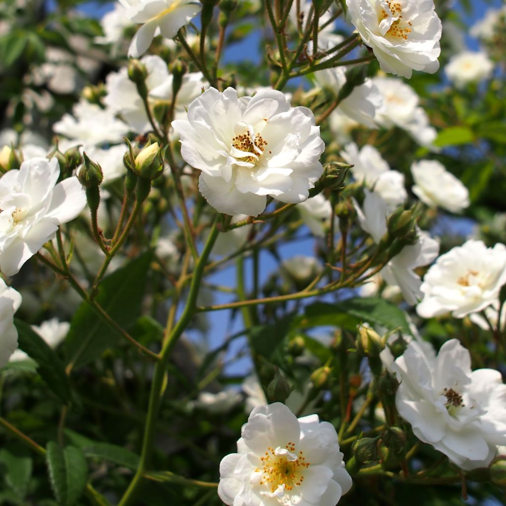 Rosal Rambling Rector - Rosal liana