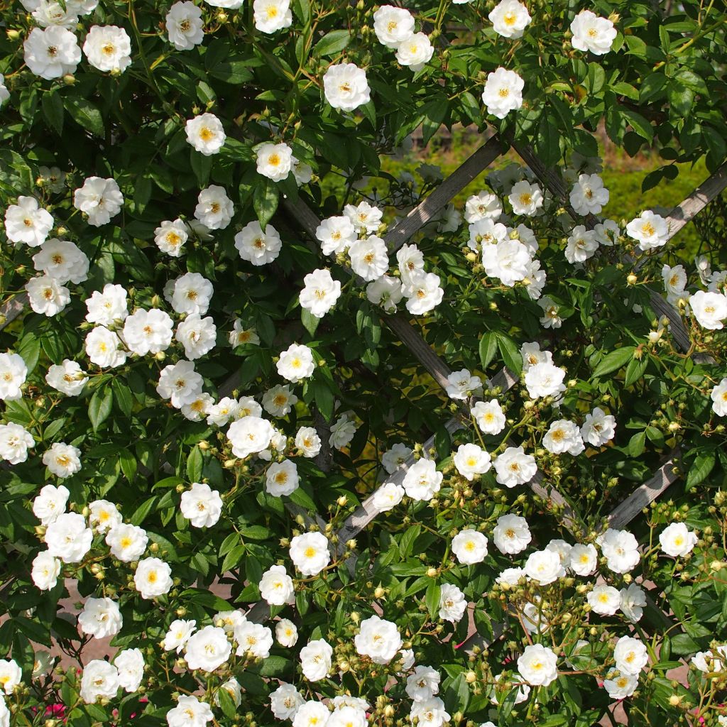 Rosal Rambling Rector - Rosal liana