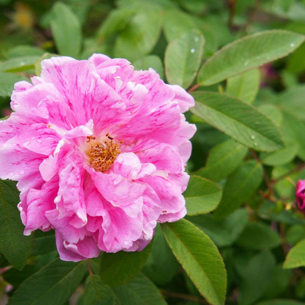 Rosal rugosa Thérèse Bugnet