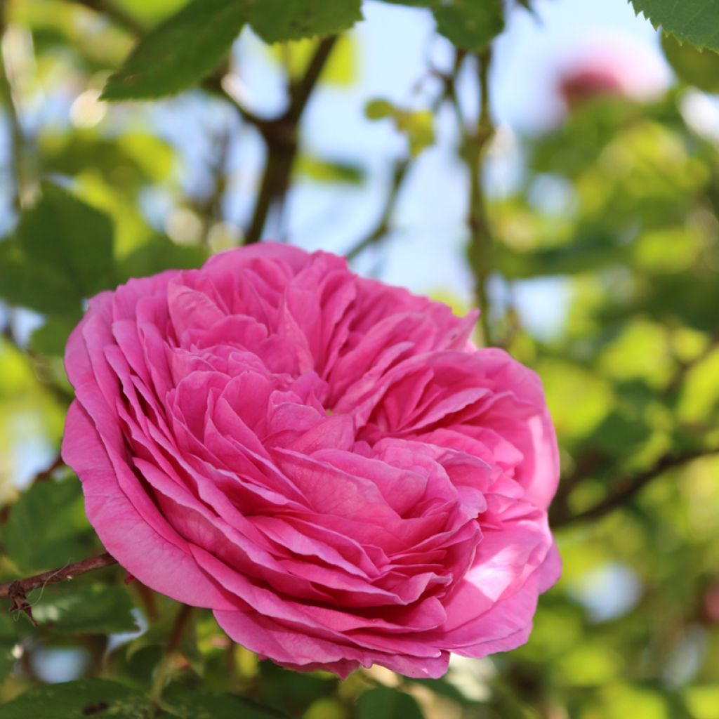 Rosal rugosa Thérèse Bugnet