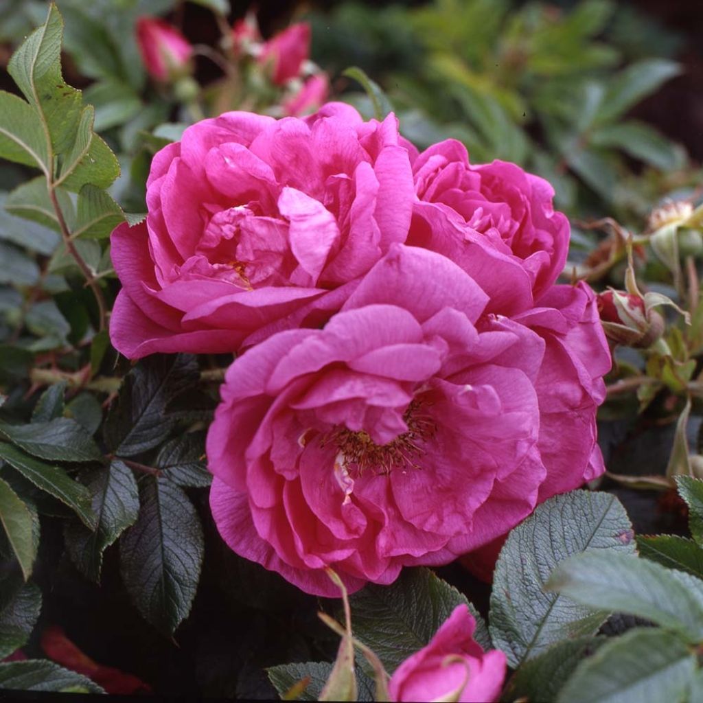 Rosier SAVORANOVA® Smart® - Rosa (x) rugosa