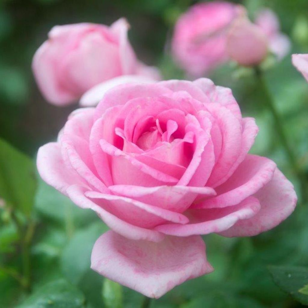 Rosier à grandes fleurs Gérard Depardieu