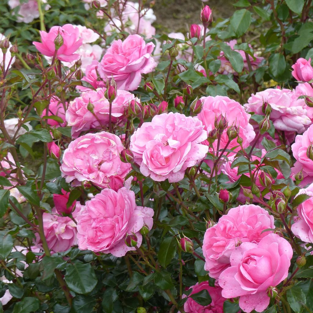 Rosier à fleurs groupées Berleburg en pot de 4L