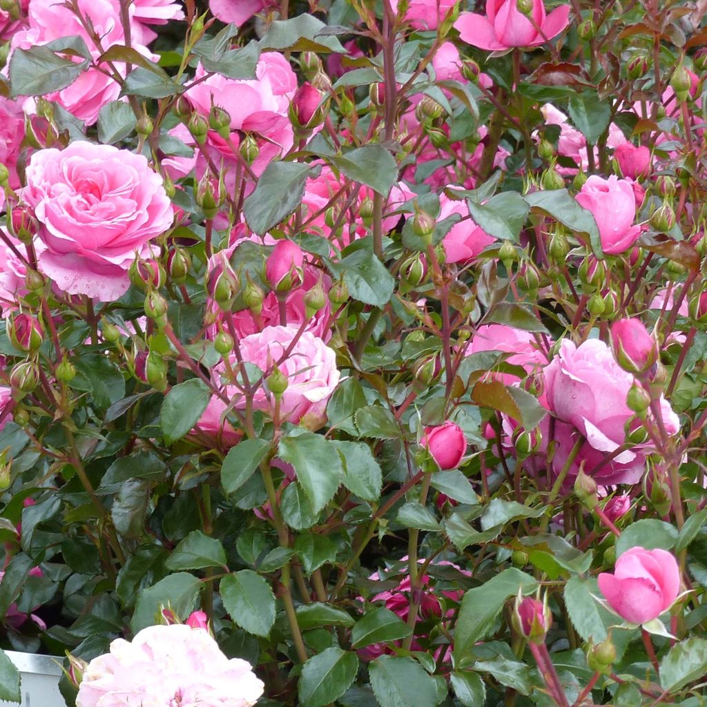 Rosier à fleurs groupées Berleburg en pot de 4L