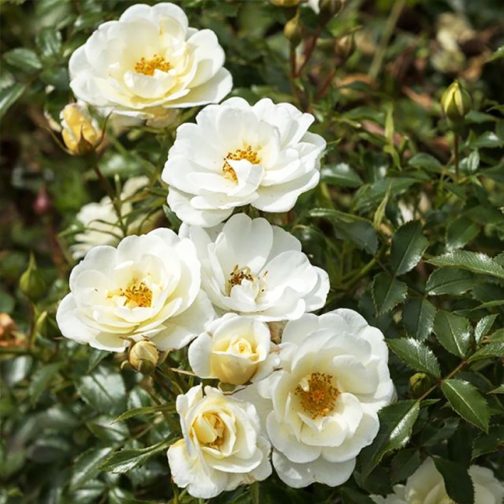 Rosier à fleurs groupées Bienenweide Ivory