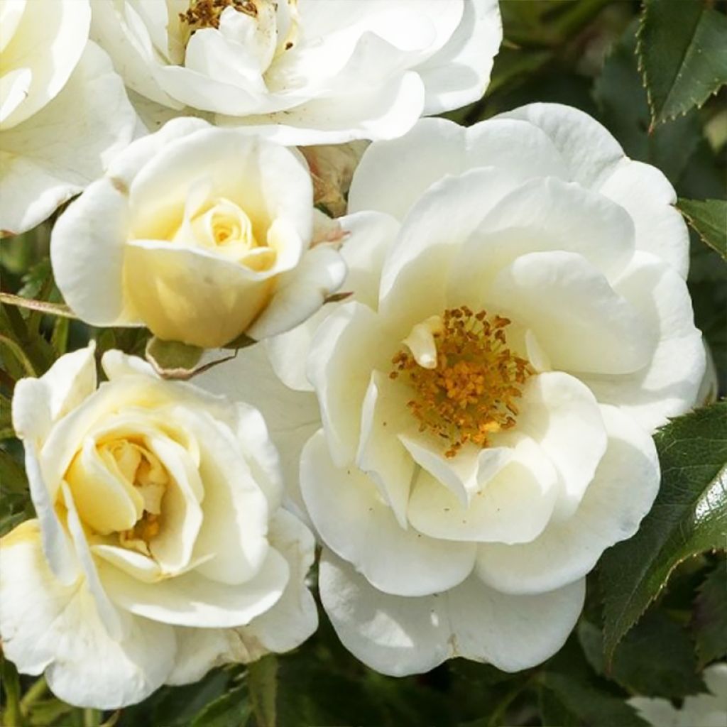 Rosier à fleurs groupées Bienenweide Ivory