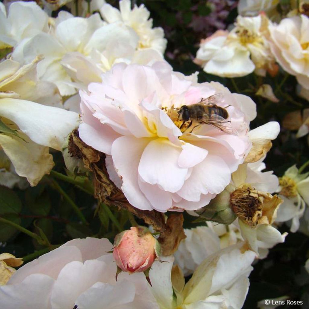 Rosal Comtesse André d'Oultremont