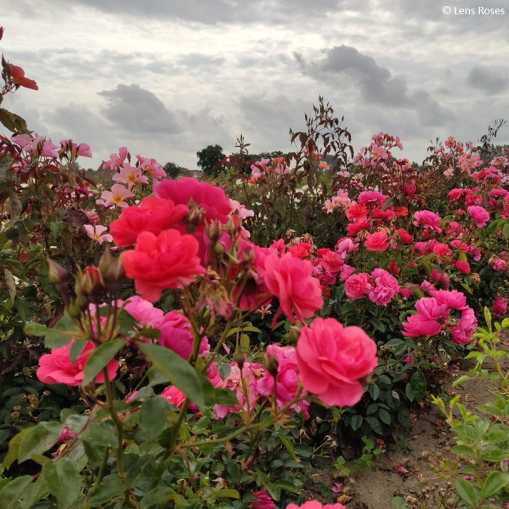 Rosal Folle Framboise