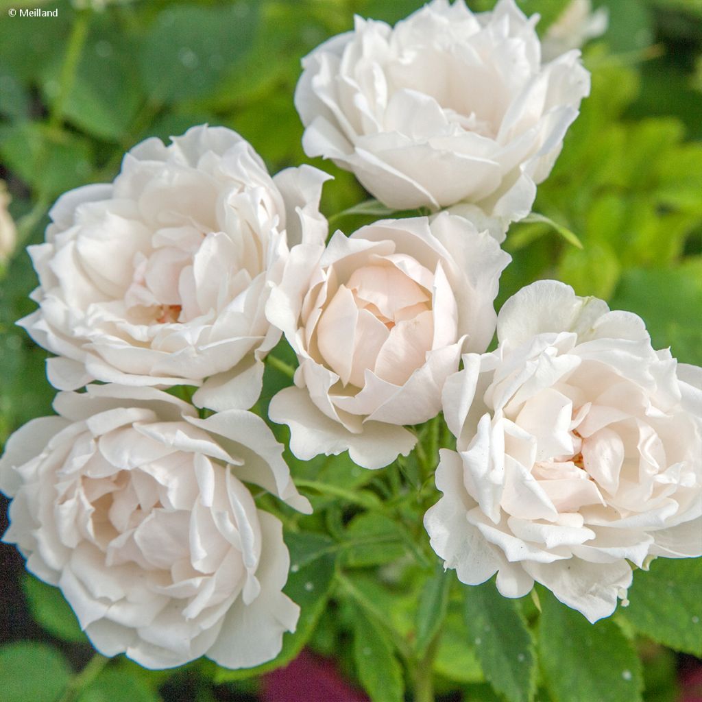 Rosier à fleurs groupées Crème Chantilly (Meiradena)