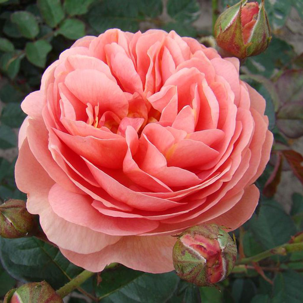 Rosal Park Abbey Rose