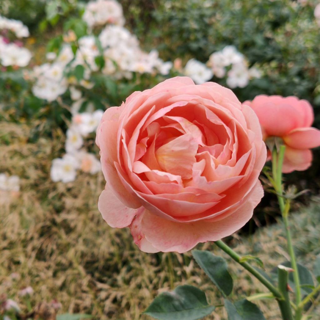 Rosal Park Abbey Rose