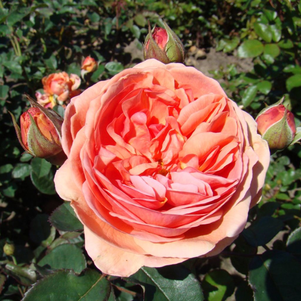 Rosal Park Abbey Rose