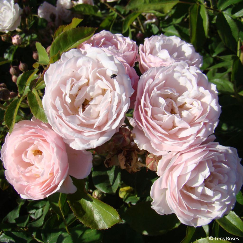 Rosal Rose de la petite Chabotte VELsema