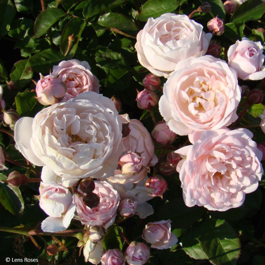 Rosal Rose de la petite Chabotte VELsema