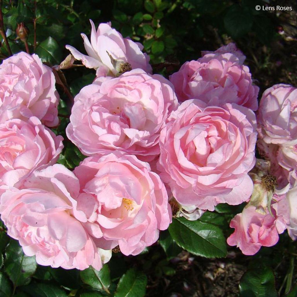 Rosal Sourire de Sylvie