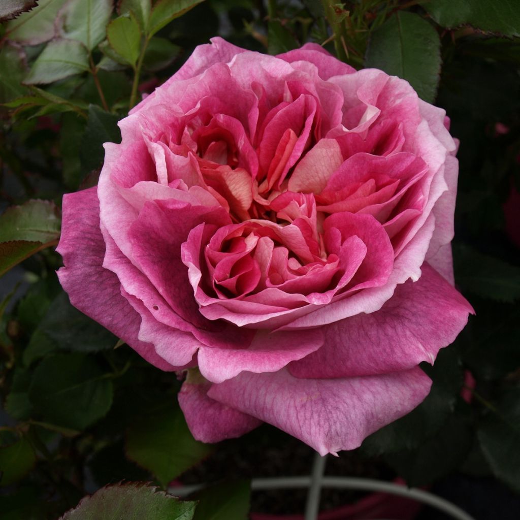 Rosier à grandes fleurs Agnès B®