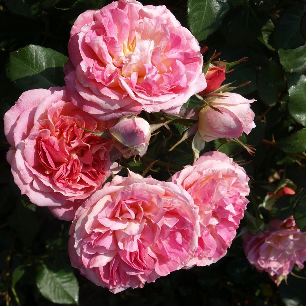 Rosier à grandes fleurs Agnès B®