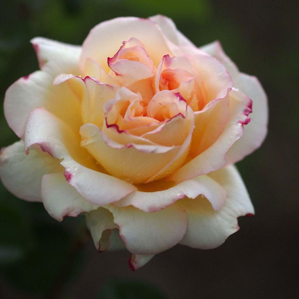 Rosier à grandes fleurs Alphonse Daudet