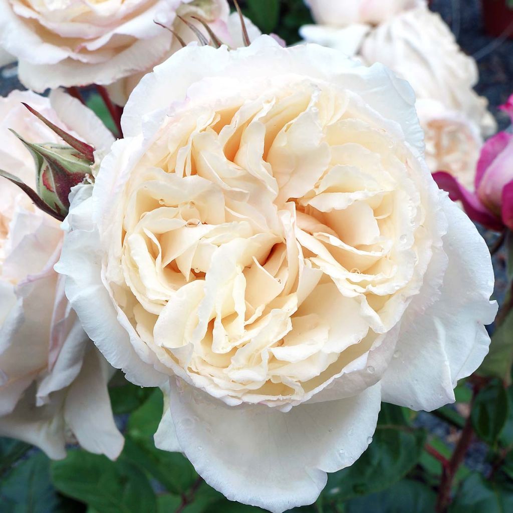 Rosier à grandes fleurs Baie des Anges® en racines nues